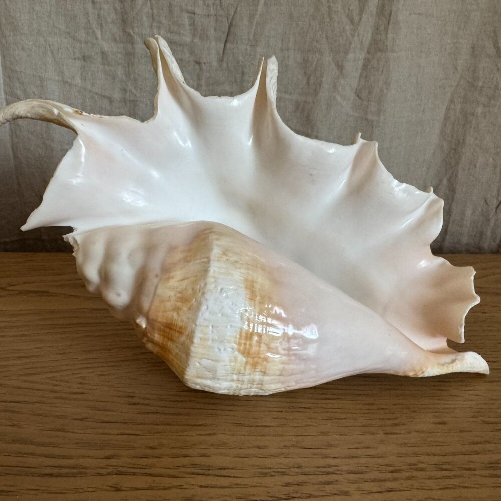 Spider Conch Shell - Picture 9 of 10